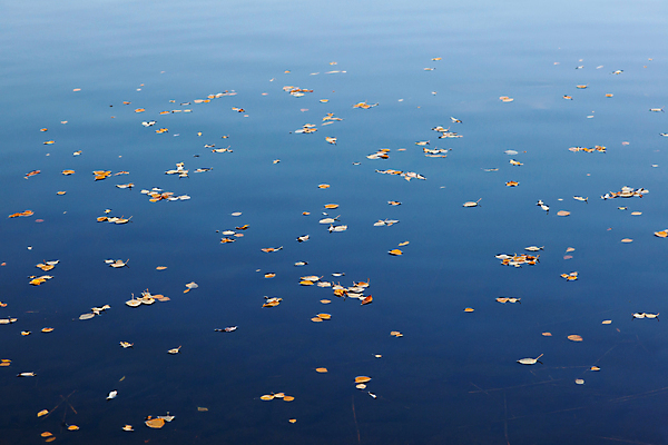 포토 JPG 해외이미지 호수 여행 잎 자연 날씨 풍경 사람없음 야외 물 파란색 빛 노란색 환경 침묵 저녁 지역 내추럴 웅장함 해외202004 해외포토 자연요소 식물 컬러 소리 야간 생태계 파일형식 이미지허브