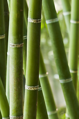 포토 JPG 해외이미지 나무 식물 공원 아시아 문화 선 줄기 백그라운드 잎 패턴 자연 추상 건강 동양인 사람없음 야외 장식 초록색 빛 노란색 정원 일본 중국 에너지 성장 나뭇가지 신선 원형 막대기 숲 대나무 유기농 원예 질감 생물학 내추럴 해외202004 해외포토 도형 웰빙 공공시설 교육 나라 컬러 무늬 인종 취미 생태계 파일형식 이미지허브