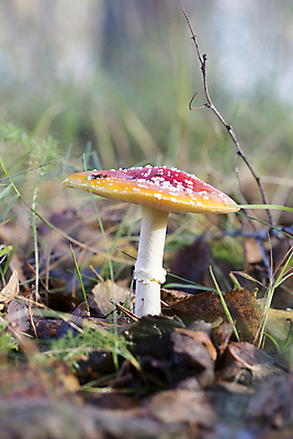 포토 JPG 해외이미지 잎 자연 사람없음 빨간색 버섯 가을 흰색 나뭇가지 닫기 곰팡이 해외202004 해외포토 나무 식물 계절 컬러 모션 생태계 파일형식 이미지허브