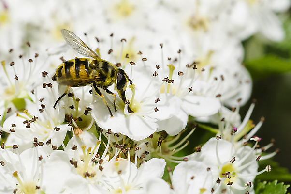 포토 JPG 해외이미지 꽃 곤충 사람없음 봄 꽃가루 해외202004 해외포토 식물 동물 계절 가루 파일형식 이미지허브
