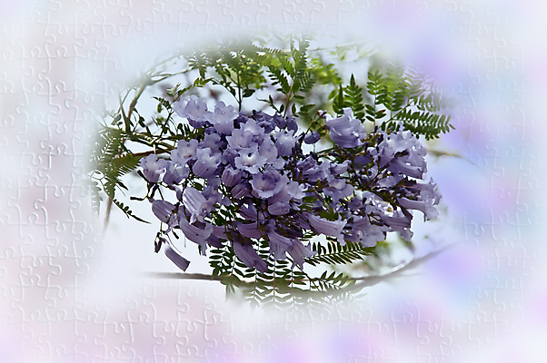 포토 JPG 해외이미지 나무 식물 꽃 분홍색 잎 사람없음 초록색 갈색 나뭇가지 다발 엽서 해외202004 해외포토 컬러 편지 파일형식 이미지허브