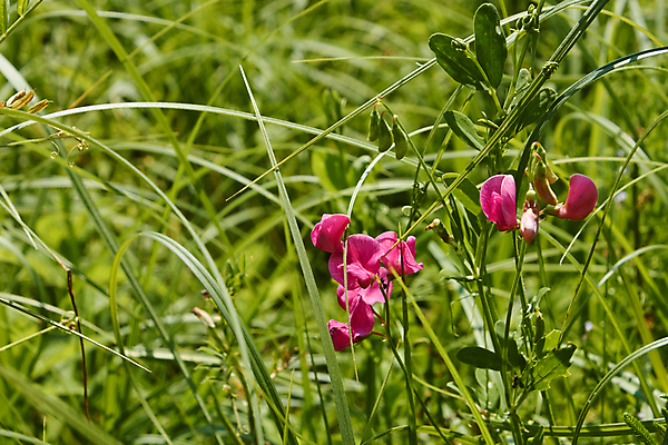 포토 JPG 해외이미지 식물 계절 꽃 야생동물 백그라운드 컨셉 잎 꽃무늬 밭 자연 날씨 풍경 잔디 사람없음 야외 빨간색 초록색 여름 햇빛 태양 농장 머리 환경 맑음 봄 들꽃 성장 벚꽃 시골 개화 맥박 6월 땅 허브 질감 해외202004 해외포토 자연요소 동물 컬러 무늬 농업 의학 신체부위 날짜 생태계 파일형식 이미지허브