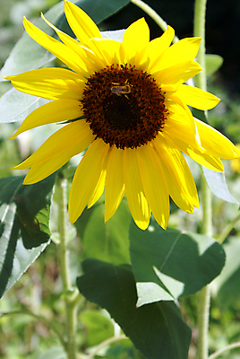 포토 JPG 해외이미지 식물 계절 꽃 곤충 꽃무늬 밭 자연 해바라기 사람없음 야외 세로 초록색 햇빛 태양 노란색 정원 맑음 모임 꿀벌 말벌 수분 수집 꽃가루 꿀 해외202004 해외포토 자연요소 동물 컬러 무늬 농업 날씨 벌_곤충 가루 생태계 파일형식 이미지허브
