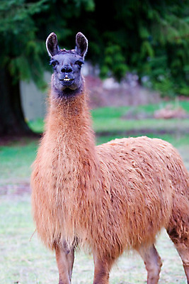 포토 JPG 해외이미지 동물 밭 포유류 털 사람없음 빨간색 세로 초록색 반려동물 컬러풀 농장 갈색 검은색 가축 목장 시골 방목 모피 호기심 귀 팩 경보 알파카 찰과상 해외202004 해외포토 감정 컬러 컨셉 농업 신체부위 화장품 축산업 상처 파일형식 이미지허브