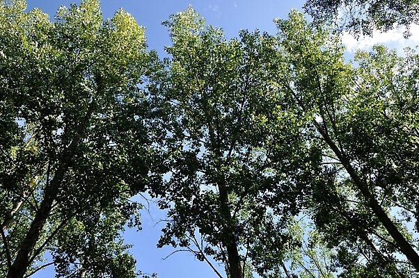 포토 JPG 해외이미지 나무 계절 유럽 자연 풍경 사람없음 프랑스 시골 분위기 미루나무 해외202004 해외포토 식물 나라 컨셉 생태계 파일형식 이미지허브