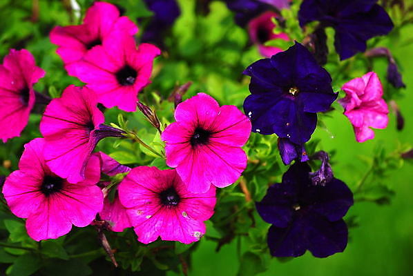 포토 JPG 해외이미지 식물 꽃잎 꽃 사람없음 정원 보라색 피튜니아 해외202004 해외포토 컬러 파일형식 이미지허브