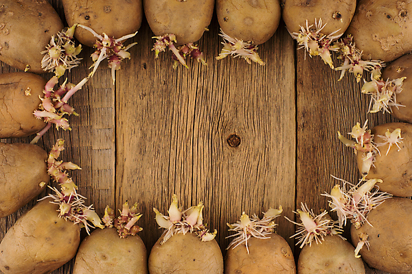 포토 JPG 해외이미지 식물 음식 백그라운드 농업 채소 자연 새로움 감자 씨앗 사람없음 초록색 갈색 새싹 침묵 봄 성장 껍질 흰색 주름 닫기 발사 피부 묘사 오브젝트 준비 유기농 원예 날것 뿌리 부활 내추럴 고립 모종 옛날 세련 해외202004 해외포토 웰빙 계절 산업 컬러 컨셉 모션 취미 신체부위 소리 생태계 파일형식이미지허브 