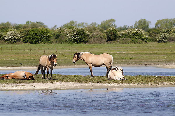 포토 JPG 해외이미지 식물 동물 밭 포유류 자연 사람없음 여름 농장 동물상 테마 그리너리 해외202004 해외포토 계절 농업 조형물 생태계 파일형식 트랜드컬러 이미지허브