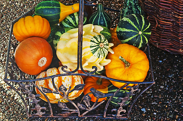 포토 JPG 해외이미지 계절 단풍 채소 오렌지 사람없음 목재 장식 초록색 바구니 책상 서식 스쿼시 해외202004 해외포토 나무 스포츠 컬러 가구 잎 과일 재료 구기 파일형식 이미지허브