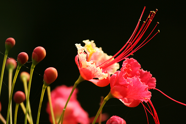 포토 JPG 해외이미지 식물 동물 공원 꽃잎 꽃 야생동물 분홍색 동물원 사람없음 빨간색 여행객 정원 게임 행운 보호 인도인 전국 해외202004 해외포토 외국인 공공시설 컬러 컨셉 놀이 사람 동양인 파일형식 이미지허브