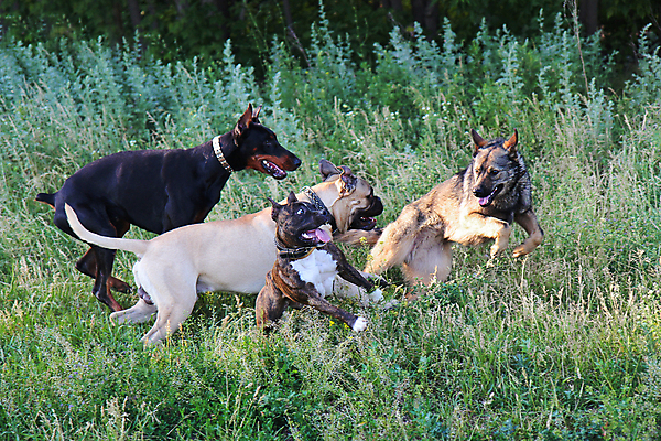 포토 JPG 해외이미지 동물 1 응시 시선 공원 포유류 자연 놀이 털 경비 사람없음 야외 반려동물 달리기 갈색 머리 점프 검은색 산책 흰색 양치기 경찰 개 보호 큼 테리어 보안 사냥개 전나무 토막 송곳니 거짓말 기르기 동반자 충실 해외202004 해외포토 나무 직업 공공시설 컬러 컨셉 모션 휴식 안전 신체부위 치아 크기 생태계 돌봄 파일형식 이미지허브