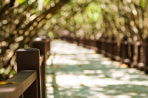 포토 JPG 해외이미지 나무 식물 공원 아시아 길 바다 여행 잎 자국 태국 자연 풍경 사람없음 야외 목재 초록색 물 강 노란색 환경 산책 하이킹 나뭇가지 숲 오솔길 에코 생태계 발리 내추럴 방법 생태학 전국 해외202004 해외포토 자연요소 공공시설 교육 나라 컬러 섬 재료 레저 휴식 인도네시아 파일형식 이미지허브