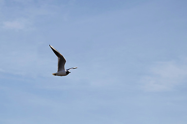 포토 JPG 해외이미지 동물 실루엣 야생동물 바다 백그라운드 날개 자연 갈매기 조류 하늘 사람없음 여름 태양 머리 환경 검은색 자유 흰색 비행 그룹 대표 깃털 꼬리 부리 북쪽 해외202004 해외포토 자연요소 계절 컬러 컨셉 촬영기법 신체부위 방향 생태계 파일형식 이미지허브