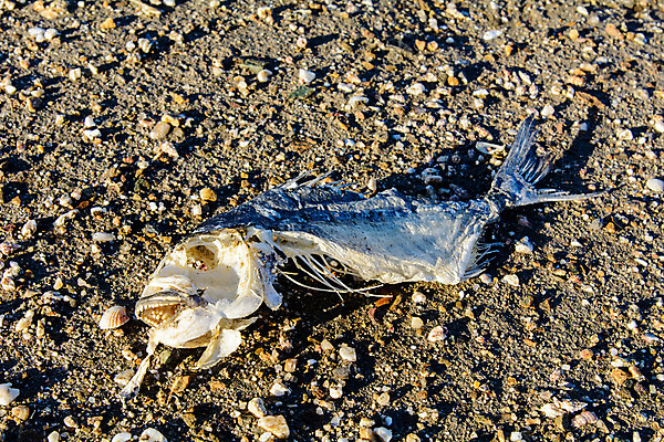 포토 JPG 해외이미지 동물 모래 바다 백그라운드 신체 자연 하늘 뼈 골격 저울 어류 사람없음 야외 모래사장 머리 맑음 저녁식사 힘 흰색 죽음 만 닫기 콘센트 무서움 척추 꼬리 육식동물 소금 고립 복근 해골모형 해외202004 해외포토 감정 컬러 모션 근육 날씨 신체부위 모형 식사 수중동물 생태계 파일형식 이미지허브