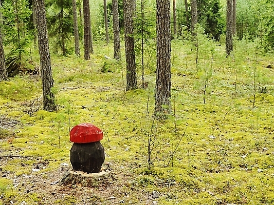 포토 JPG 해외이미지 나무 계절 날씨 휴식 그림자 이끼 풍경 사람없음 목재 빨간색 세로 초록색 여름 태양 갈색 버섯 침묵 나뭇가지 소나무 숲 허브 통나무 전나무 원뿔 벨로루시 해외202004 해외포토 자연요소 도형 식물 컬러 컨셉 재료 소리 파일형식 이미지허브