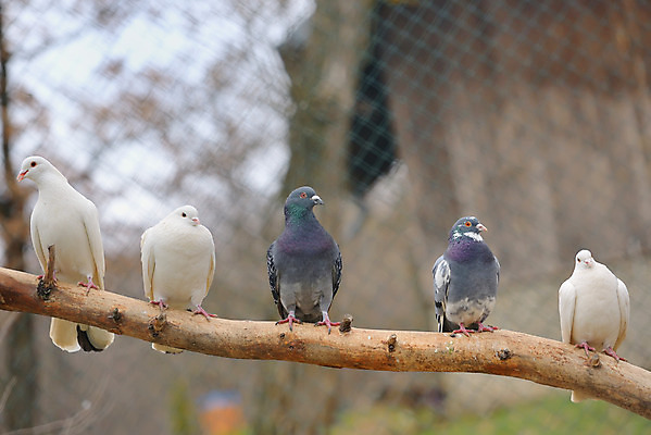 포토 JPG 해외이미지 나무 가족 조류 앉기 동양인 사람없음 희망 레이싱 기다림 메시지 읽기 비둘기 브런치 롤러 해외202004 해외포토 식물 동물 감정 관계 모션 인종 시합 식사 파일형식 이미지허브