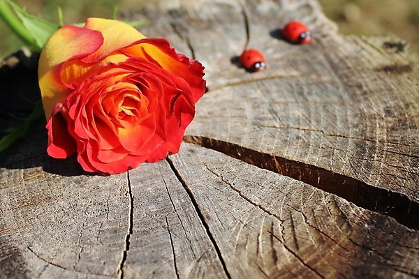 포토 JPG 해외이미지 꽃 행복 자연 엄마 날씨 발렌타인데이 사랑 사람없음 목재 장미 우주 인사 생일 행운 무당벌레 어머니의날 해외202004 해외포토 나무 식물 기념일 감정 곤충 컨셉 재료 가족 데이이벤트 예절 생태계 미국문화 파일형식 이미지허브