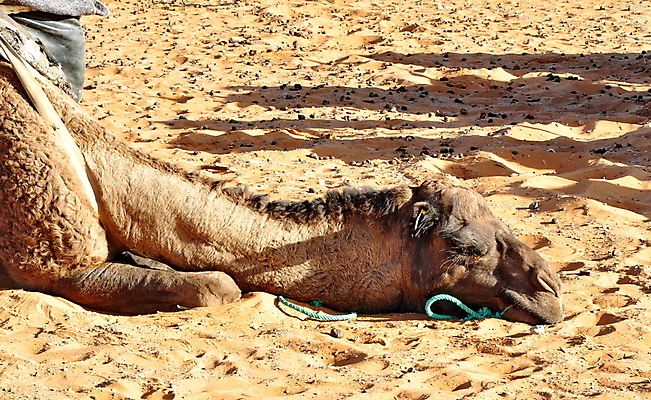 포토 JPG 해외이미지 동물 전통 야생동물 밧줄 모래 여행 포유류 아프리카 자연 하늘 건조 따뜻함 사람없음 여름 태양 머리 맑음 사막 뜨거움 갈증 사파리 낙타 아라비아 모로코 사하라 단봉낙타 카라반 해외202004 해외포토 자연요소 계절 나라 줄 날씨 신체부위 생태계 캠핑카 파일형식 이미지허브
