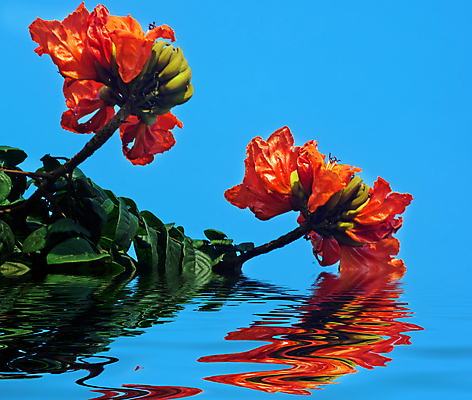 포토 JPG 해외이미지 나무 식물 꽃 백그라운드 오렌지 하늘 사람없음 장식 빨간색 파란색 중국 튤립 나뭇가지 개화 내추럴 해외202004 해외포토 아시아 컬러 과일 파일형식 이미지허브