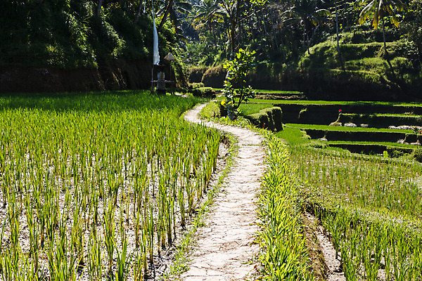 포토 JPG 해외이미지 아시아 전통문화 여행 밭 농업 곡선 자연 밥 추상 풍경 사람없음 초록색 물 계단 동남아시아 땅 언덕 조경 발리 인도네시아 단계 열대기후 세련 해외202004 해외포토 자연요소 전통 나라 산업 문화 선 음식 컬러 섬 무늬 생태계 파일형식 이미지허브