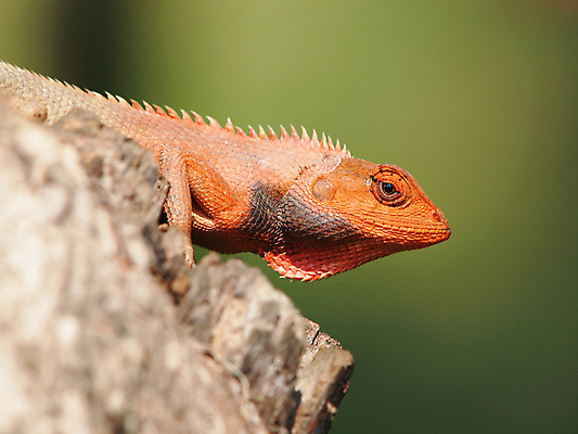 포토 JPG 해외이미지 식물 동물 척추동물 응시 남자 야생동물 오렌지 파충류 자연 왕관 생물 수염 동물원 사람없음 야외 옆모습 가로 반려동물 컬러풀 환경 나뭇가지 용 숲 땅 피부 눈금 꼬리 도마뱀 에콰도르 이구아나 느림 스파이크 동물상 이국적 집게발 카멜레온 해외202004 해외포토 나무 시선 뷰포인트 컬러 과일 사람 신체부위 조형물 남아메리카 생태계 파일형식 이미지허브
