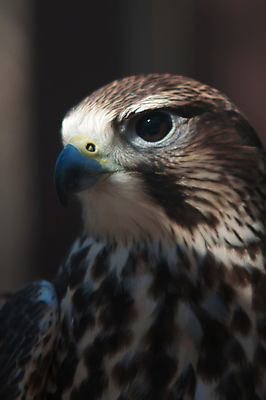 포토 JPG 해외이미지 1 응시 얼굴 야생동물 날개 자연 조류 하늘 사람없음 갈색 머리 검은색 흰색 닫기 작음 큼 먹이 크림 깃털 속도 부리 날카로움 독수리 육식동물 사냥꾼 멸종 계산서 내추럴 비명 웅장함 힘찬 해외202004 해외포토 동물 직업 시선 컬러 컨셉 모션 신체부위 크기 생태계 파일형식 이미지허브