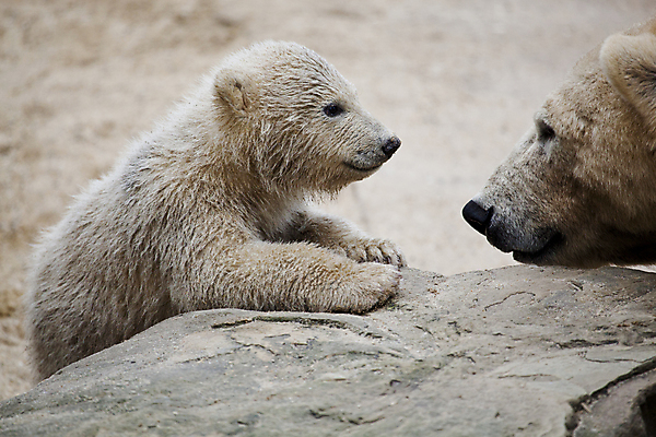 포토 JPG 해외이미지 동물 계절 야생동물 어린이 새끼 겨울 곰 포유류 포옹 자연 엄마 털 동물원 사람없음 야외 글로벌 머리 얼음 검은색 힘 침묵 젖음 추위 흰색 입 남극 북극 서리 육식동물 봉 사냥꾼 북쪽 멸종 서식지 패드 동물상 해외202004 해외포토 자연요소 직업 컬러 가족 안기 사람 신체부위 조형물 소리 극지방 방향 생태계 파일형식 이미지허브