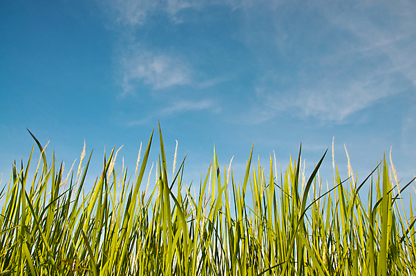 포토 JPG 해외이미지 식물 백그라운드 자연 하늘 아침 풍경 잔디 사람없음 초록색 여름 파란색 빛 컬러풀 우주 환경 맑음 봄 새벽 공백 성장 자르기 원예 질감 강렬 고립 생태학 카피스페이스 해외202004 해외포토 주간 자연요소 계절 교육 컬러 모션 날씨 취미 생태계 파일형식 이미지허브