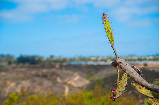 포토 JPG 해외이미지 나무 식물 도로 여행 지도 자연 하늘 휴가 그림자 풍경 사람없음 야외 파란색 여행객 검은색 미국 끝 발사 배낭여행 캘리포니아 방문 방법 백패커 해외202004 해외포토 길 컬러 북아메리카 교통시설 사람 생태계 파일형식 이미지허브