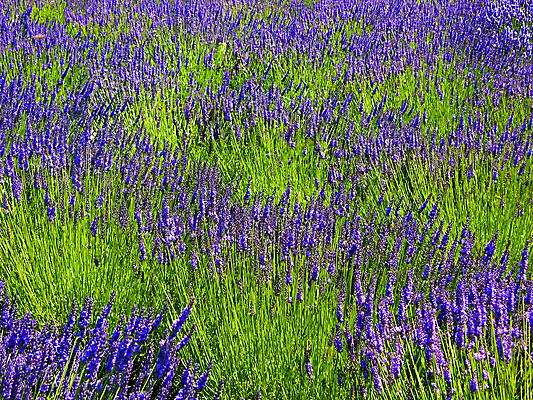 포토 JPG 해외이미지 식물 계절 꽃 백그라운드 잎 꽃무늬 패턴 자연 유리 추상 미술 사람없음 초록색 파란색 정원 보라색 라벤더 내추럴 해외202004 해외포토 컬러 무늬 재질 문화예술 허브 생태계 파일형식 이미지허브