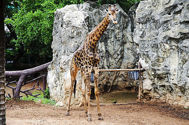 포토 JPG 해외이미지 동물 전통 디자인 옷 야생동물 백그라운드 패턴 바지 포유류 아프리카 자연 엄마 표면 초식동물 생물 자물쇠 동물원 종류 사람없음 장식 파란색 청춘 유행 환경 어둠 직물 도시 면 큼 남색 먹기 기린 사파리 무역 생태계 땀 캔버스 부드러움 섬유 멸종 자원 수의사 유지 그런지 동물상 사바나 삶기 수유 옛날 이국적 생존 스타일 해외202004 해외포토 나라 산업 컬러 컨셉 무늬 가족 모션 하의 조형물 의사 감각 크기 파일형식 이미지허브