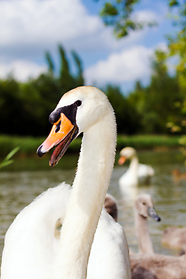 포토 JPG 해외이미지 공원 호수 영국 오리 사람없음 물 청춘 회색 보호 깃털 백조 부드러움 솜털 해외202004 해외포토 자연요소 공공시설 유럽 컬러 컨셉 조류 감각 파일형식 이미지허브