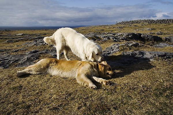 포토 JPG 해외이미지 동물 바다 포즈 2 사람없음 물 반려동물 노란색 머리카락 게임 흰색 막대기 황금 개 리트리버 래브라도리트리버 대서양 무료 해외202004 해외포토 자연요소 컬러 포유류 놀이 머리 파일형식 이미지허브