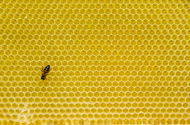 포토 JPG 해외이미지 모양 라이프스타일 음식 곤충 백그라운드 패턴 모션 자연 세포 건강 사람없음 약 노란색 건강관리 신선 작업 황금 닫기 달콤 고독 대표 설탕 벌 먹기 바쁨 꽃가루 육각형 꿀 여왕 벌집 밀랍 왁스 효율 해외202004 해외포토 도형 동물 감정 컬러 컨셉 무늬 의학 관리 생활 맛 가루 생태계 파일형식 이미지허브