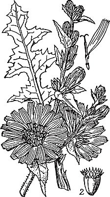 EPS 해외이미지 커피 선 일러스트 미술 검은색 수확 흰색 굽기 그림 뿌리 판화 치커리 해외202004 해외일러스트 음료 컬러 농업 채소 문화예술 구이 파일형식 벡터 이미지허브