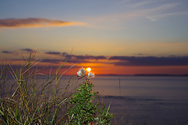 포토 JPG 해외이미지 식물 구름 꽃 실루엣 바다 여행 백그라운드 오렌지 자연 하늘 추상 미술 풍경 사람없음 빨간색 초록색 물 여름 파란색 태양 노란색 일출 황혼 일몰 봄 새벽 잡초 볏짚 저녁 아일랜드 내추럴 귀리 해외202004 해외포토 자연요소 계절 유럽 컬러 무늬 과일 문화예술 곡류 촬영기법 노을 짚 야간 생태계 파일형식 이미지허브