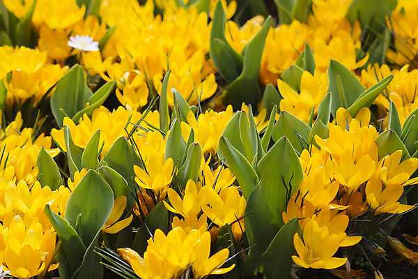 포토 JPG 해외이미지 식물 공원 꽃잎 꽃 잎 꽃무늬 밭 자연 사람없음 장식 초록색 노란색 머리 정원 봄 성장 벚꽃 흰색 개화 네덜란드 해외202004 해외포토 계절 공공시설 유럽 컬러 무늬 농업 신체부위 생태계 파일형식 이미지허브