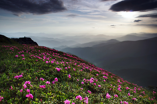 포토 JPG 해외이미지 식물 구름 계절 꽃 백그라운드 꽃무늬 자연 하늘 아침 산 풍경 사람없음 야외 여름 파란색 빛 햇빛 일출 환경 일몰 봄 자유 벚꽃 신선 정상 숲 땅 진달래 정사각형 천국 내추럴 생태학 해외202004 해외포토 주간 자연요소 도형 교육 컬러 컨셉 무늬 태양 노을 생태계 파일형식 이미지허브