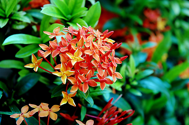 포토 JPG 해외이미지 모양 식물 계절 꽃잎 꽃 줄기 백그라운드 잎 꽃무늬 오렌지 자연 아침 추상 사람없음 초록색 정원 화목 침묵 봄 활발 성장 벚꽃 신선 원형 개화 소프트포커스 빗방울 향수 순수 묘사 원예 질감 아로마 내추럴 카피스페이스 해외202004 해외포토 주간 도형 컬러 컨셉 무늬 과일 촬영기법 취미 소리 화장품 공백 비_날씨 생태계 파일형식 이미지허브