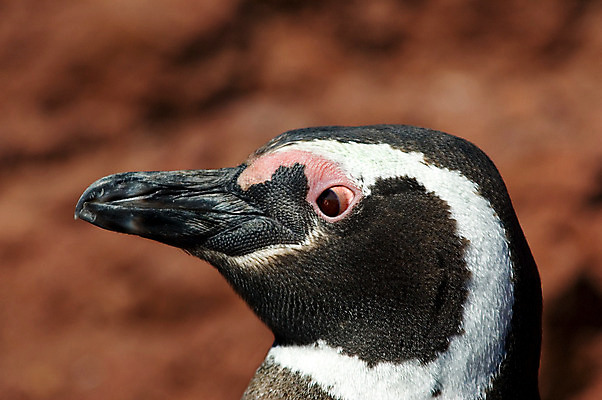포토 JPG 해외이미지 동물 1 야생동물 자연 조류 종류 사람없음 세로 남아메리카 라틴아메리카 싱글 펭귄 멸종 아르헨티나 내추럴 카피스페이스 해외202004 해외포토 아메리카 공백 생태계 파일형식 이미지허브