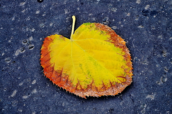 포토 JPG 해외이미지 계절 도로 여행 백그라운드 단풍 잎 포장 자연 벽지 표면 거리 풍경 사람없음 야외 초록색 빛 노란색 평화 가을 바위 센터 보행로 아스팔트 11월 묘사 질감 시멘트 10월 고체 떠남 옛날 해외202004 해외포토 식물 길 컬러 컨셉 교통시설 모션 돌_바위 날짜 생태계 파일형식 이미지허브