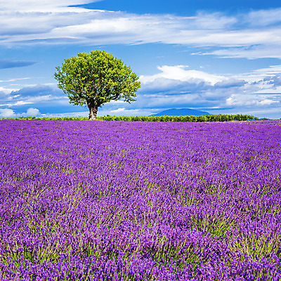 포토 JPG 해외이미지 식물 꽃 선 밭 풍경 사람없음 야외 여름 파란색 빛 컬러풀 보라색 프랑스 시골 개화 자주색 허브 제비꽃 그림 정사각형 향기 아로마 아로마테라피 라벤더 프랑스어 프로방스 해외202004 해외포토 도형 문자 계절 유럽 컬러 농업 냄새 테라피 파일형식 이미지허브