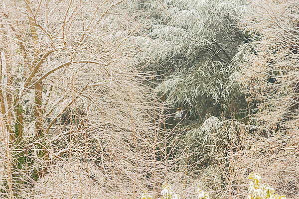 포토 JPG 해외이미지 나무 계절 공원 겨울 자연 풍경 사람없음 추위 덮개 흰색 마법 폭설 눈내림 해외202004 해외포토 식물 공공시설 컬러 눈_날씨 뚜껑 자연재해 생태계 파일형식 이미지허브