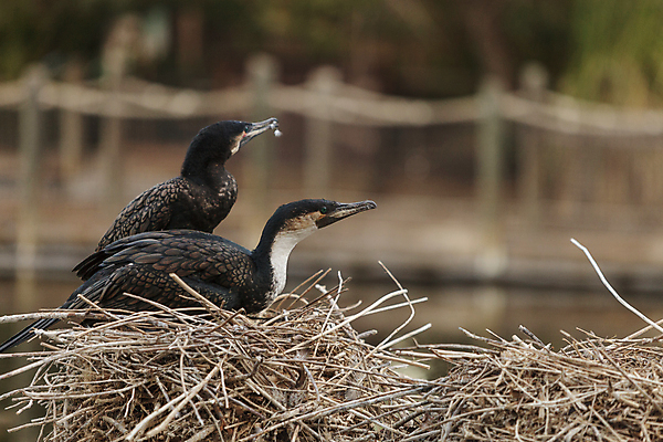 포토 JPG 해외이미지 동물 공원 호수 야생동물 날개 자국 청소년 자연 조류 사람없음 세로 물 검은색 연못 깃털 부리 하품 갈기 내추럴 더블 전국 플로리다 해외202004 해외포토 자연요소 공공시설 컬러 사람 미국 생태계 생리현상 파일형식 이미지허브