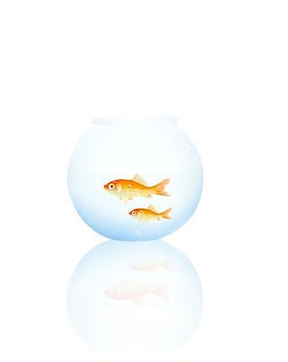 EPS 해외이미지 동물 컨셉 일러스트 자연 추상 어류 물 반려동물 수중 침묵 흰색 액체 사발 황금 작음 어항 금붕어 수족관 고립 현실 해외202004 해외일러스트 자연요소 컬러 무늬 수중동물 소리 사기그릇 크기 생태계 파일형식 벡터 이미지허브