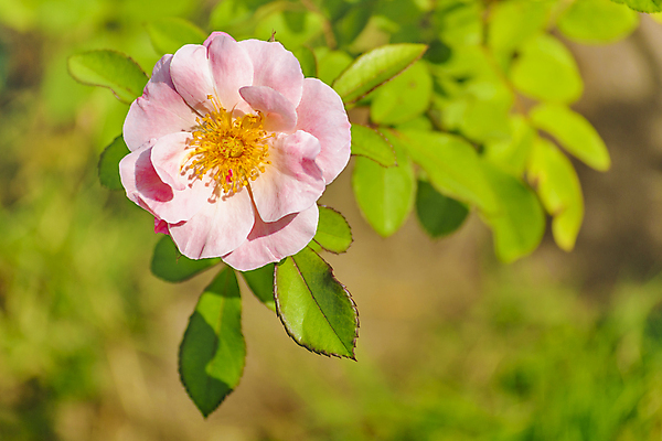 포토 JPG 해외이미지 식물 꽃 분홍색 백그라운드 잎 자연 사람없음 빛 장미 내추럴 해외202004 해외포토 컬러 생태계 파일형식 이미지허브