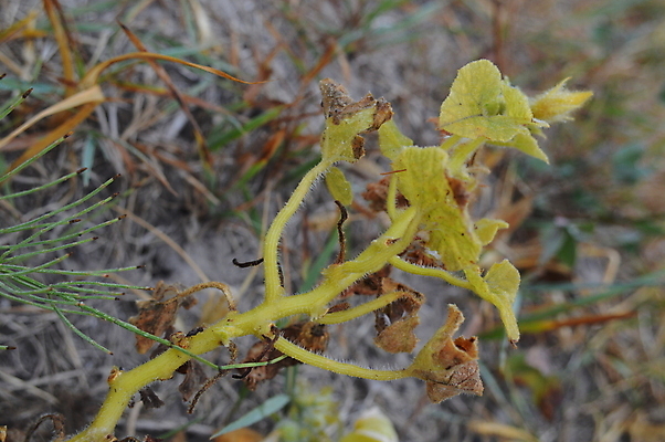포토 JPG 해외이미지 나무 식물 계절 공원 백그라운드 단풍 잎 패턴 오렌지 자연 추상 건조 사람없음 빨간색 노란색 정원 활발 가을 숲 9월 11월 질감 10월 내추럴 해외202004 해외포토 공공시설 컬러 컨셉 무늬 과일 날짜 생태계 파일형식 이미지허브