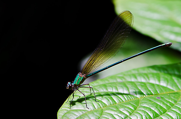 포토 JPG 해외이미지 동물 디자인 응시 여자 야생동물 줄기 곤충 잎 날개 자연 아침 사람없음 초록색 물 여름 파란색 컬러풀 머리 젖음 흐름 물방울 칼날 벌레 떨어짐 잠자리 이슬 묘사 속도 질감 날카로움 처녀자리 내추럴 강렬 동물상 취급주의 오싹 해외202004 해외포토 주간 자연요소 식물 시선 계절 컬러 컨셉 경고 사람 신체부위 조형물 별자리 생태계 파일형식 이미지허브