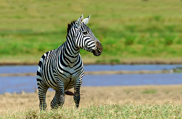포토 JPG 해외이미지 동물 공원 호수 야생동물 조각 여행 백그라운드 패턴 포유류 아프리카 자연 초식동물 서기 사람없음 야외 물 검은색 줄무늬 게임 흰색 황무지 군중 사파리 피부 얼룩말 케냐 남쪽 내추럴 동물상 사바나 전국 평야 해외202004 해외포토 자연요소 공공시설 나라 컬러 무늬 모션 놀이 사람 신체부위 조형물 말_동물 방향 생태계 파일형식 이미지허브