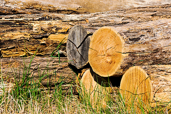 포토 JPG 해외이미지 나무 식물 계절 산업 벽 백그라운드 패턴 자연 불 추상 사람없음 야외 목재 갈색 쌓기 환경 재활용 성장 시골 소나무 뜨거움 거친 그룹 주식 숲 자르기 묘사 오브젝트 벽난로 질감 날것 통나무 연료 잡동사니 내추럴 벌목 수목 해외202004 해외포토 자연요소 컬러 무늬 재료 모션 금융 친환경 생태계 파일형식 이미지허브